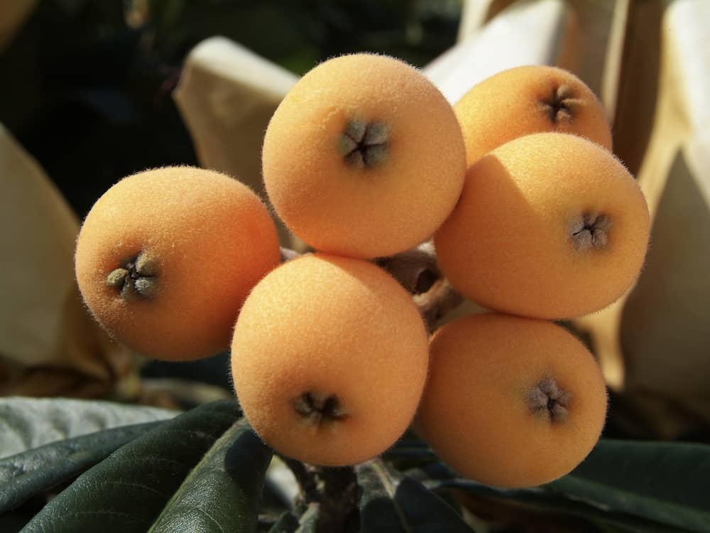 長崎県の特産品